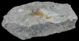 Otodus Shark Tooth Fossil In Rock - Eocene #60206-2